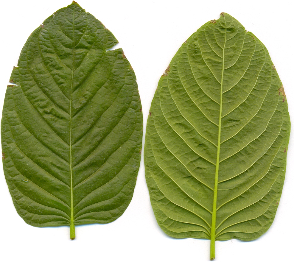 Two kratom leaves.